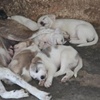 Welpen Galati Public Shelter